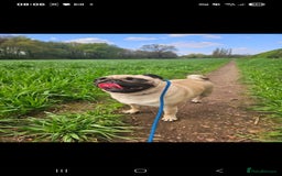 Pug dogs for sale: Loveable pug - Image 2