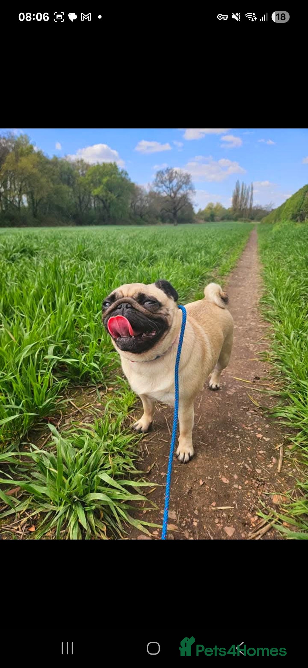 Pug dogs for sale: Loveable pug - Image 2