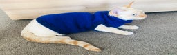 Devon Rex cats for sale: Looking for a Loving Forever Home for Malish - Advert 3
