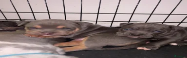 American Bully Puppy 4