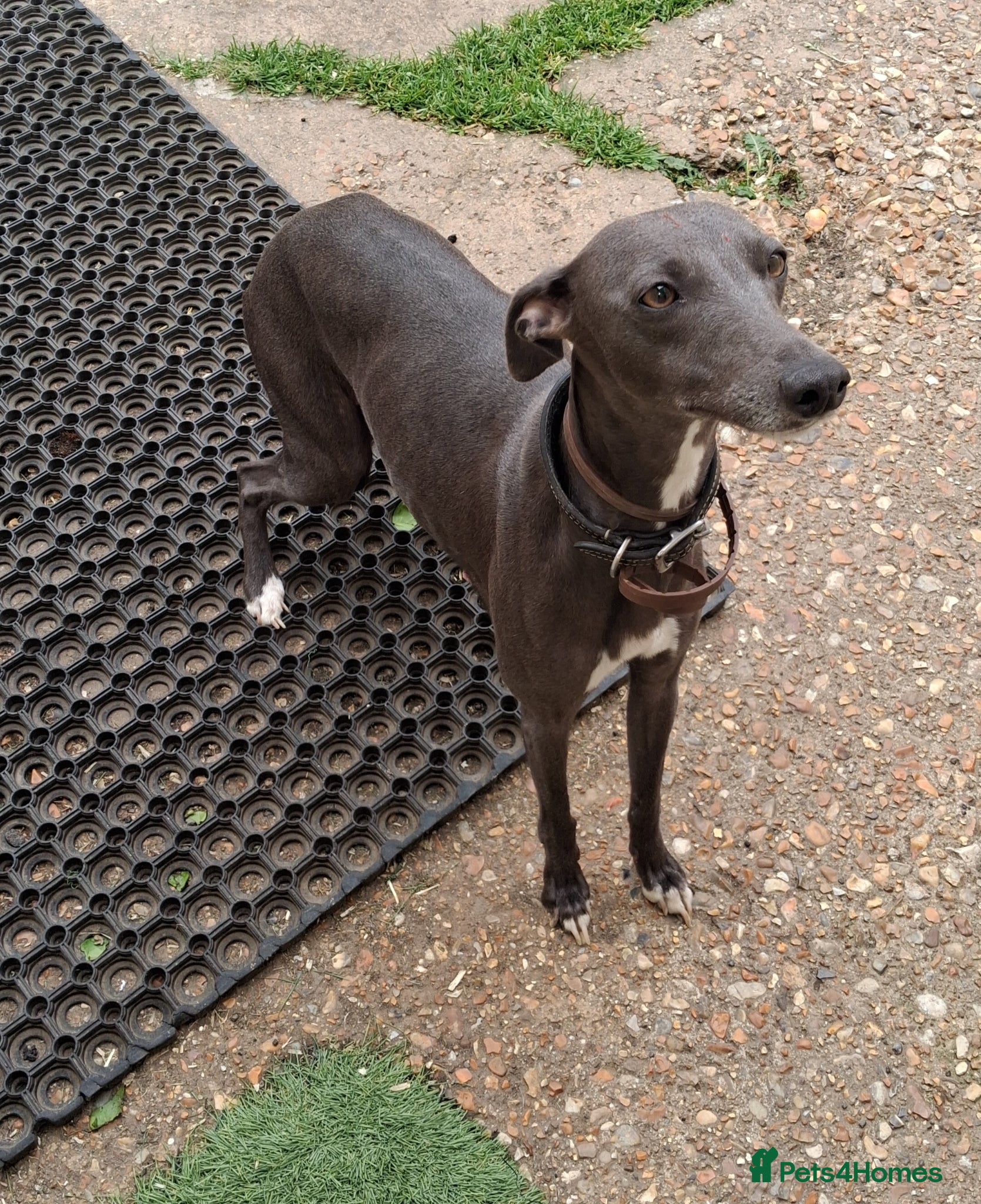 Whippet dogs Pure blue whippet puppies  - Advert 2