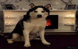 Siberian Husky dogs for stud: Siberian Husky for Stud in Glasgow - Image 2