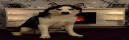 Siberian Husky dogs for stud: Siberian Husky for Stud in Glasgow - Advert 2
