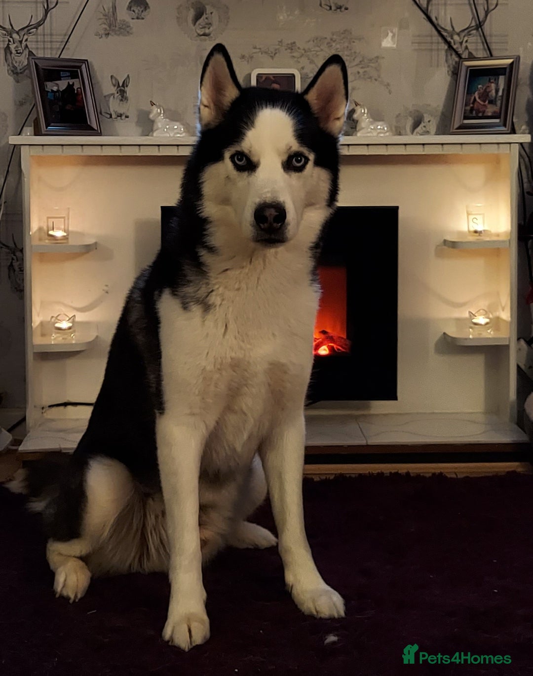 Siberian Husky dogs for stud: Siberian Husky for Stud in Glasgow - Image 2