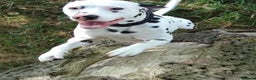 Dalmatian dogs for stud: Proven KC Dalmatian stud baer+\+ in Wigan - Advert 7