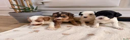 Cockapoo dogs for sale: Beautiful cockerpoo puppies  - Advert 6