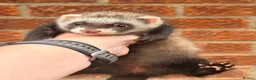 Ferret rodents for sale: Ferret kits  - Advert 2