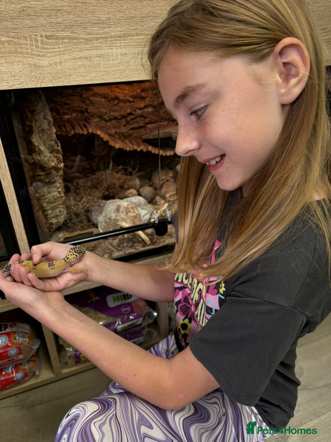 Leopard Gecko reptiles for sale: Terrarium with gecko in Ilford - Advert 5