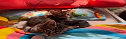 Mixed Breed cats for sale: Half bengal kittens for sale in Stonehouse - Advert 3