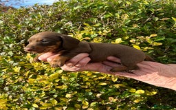 Miniature Dachshund dogs for sale: Kc reg mini dachshunds - Image 21