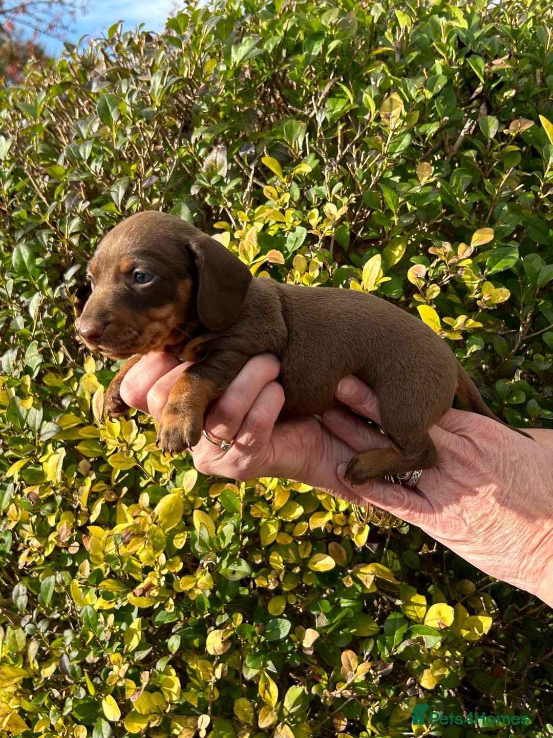 Miniature Dachshund dogs for sale: Kc reg mini dachshunds - Image 21