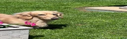 Dachshund dogs for stud: Dachshund Stud  - Advert 2