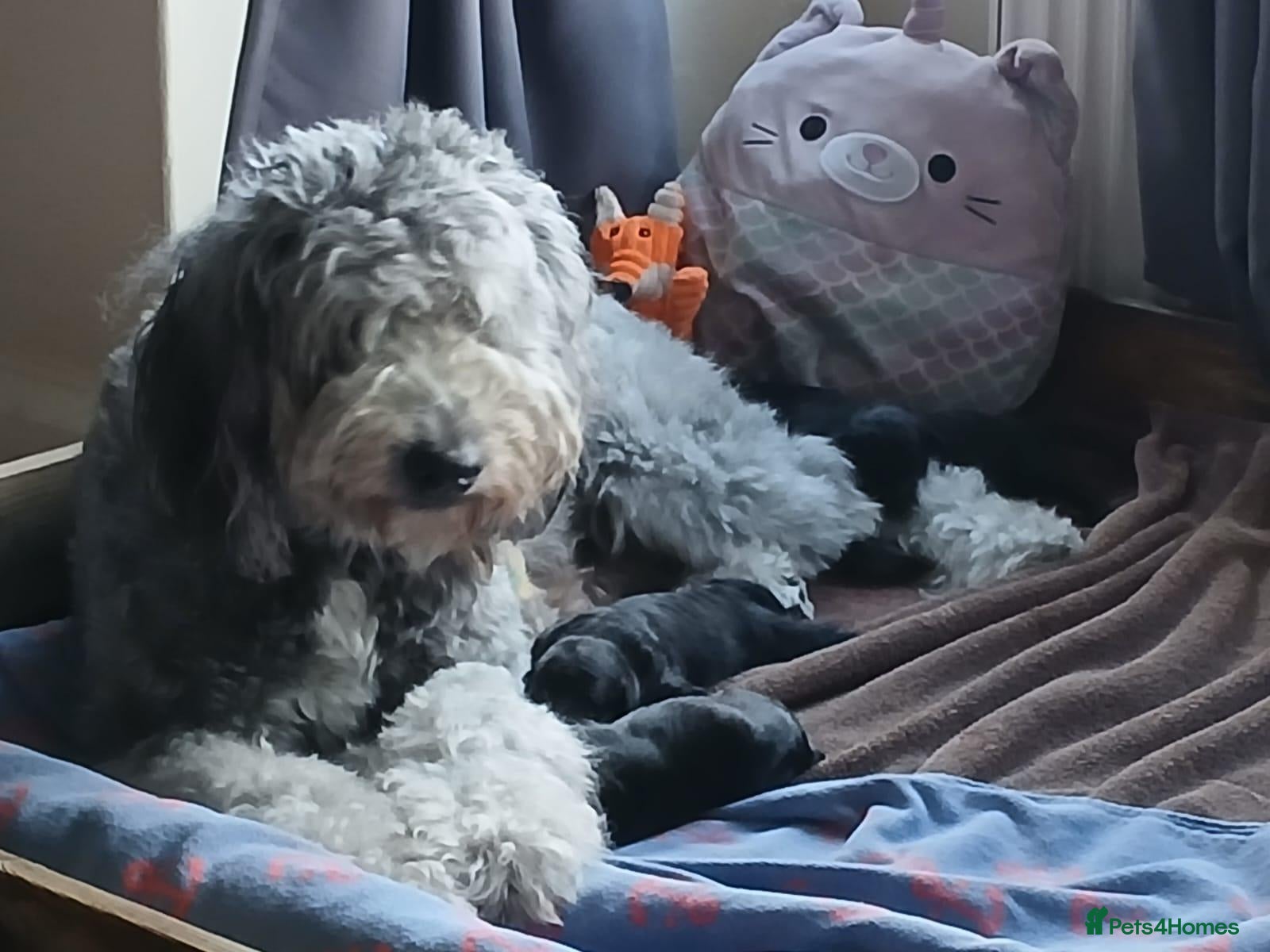 Sheepadoodle dogs F1b mini sheepadoodles  - Advert 18