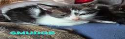 Mixed Breed cats for sale: 3 Beautiful Black & White kittens - Advert 8