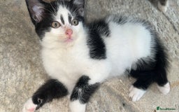 Mixed Breed cats for sale: Kittens for sale - Image 5