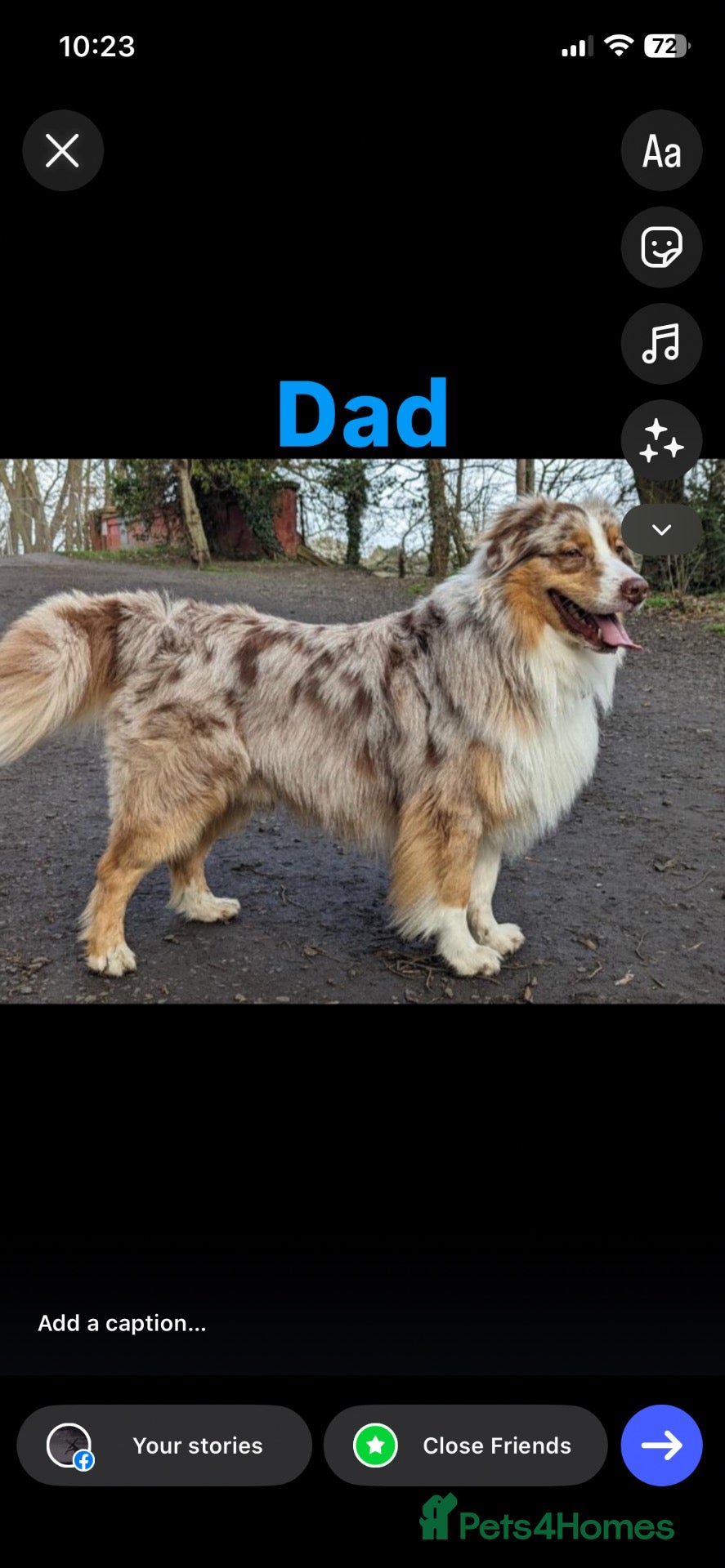 Australian Shepherd dogs for sale: Blue Merle Aussie  - Advert 4