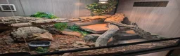 Monitor reptiles for sale: Ackie Monitor - Advert 10