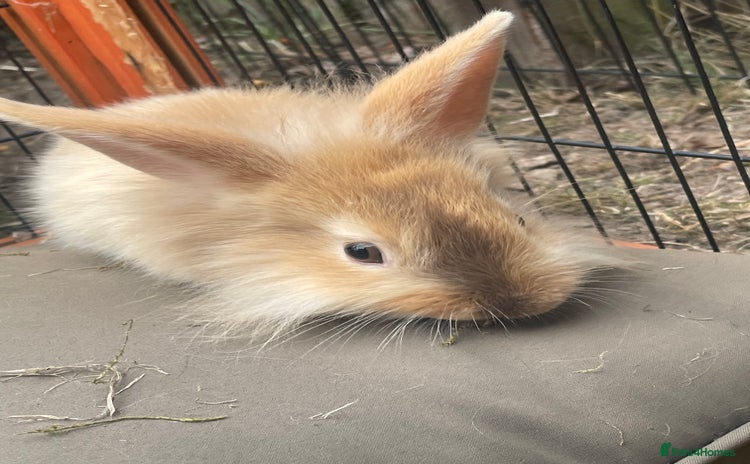 Lionhead rabbits - Advert 14