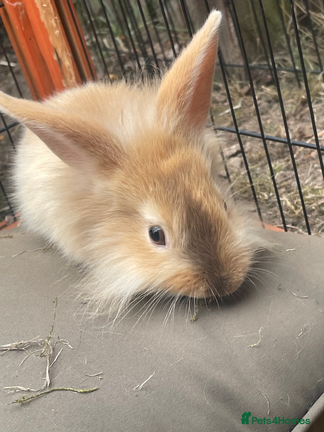 Lionhead rabbits for sale: Two male lionhead rabbits £50 each - Image 2