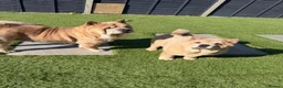 Chow Chow dogs for sale: Female fawn smooth coat chow chow  - Advert 6