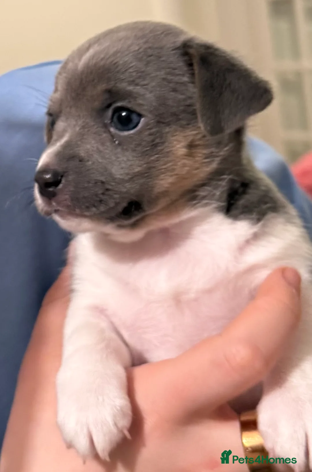 Jack Russell dogs for sale: Stunning blue and blue tri JRT pups - Advert 22