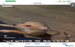 Chihuahua dogs for sale: Chihuahua pups  - Image 13