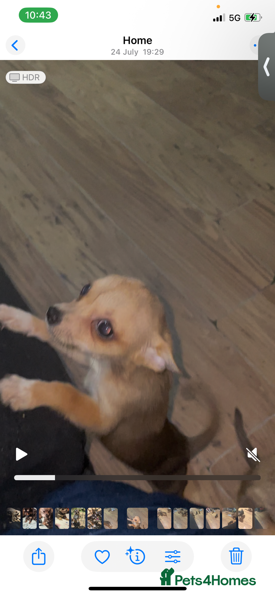 Chihuahua dogs for sale: Chihuahua pups  - Image 13