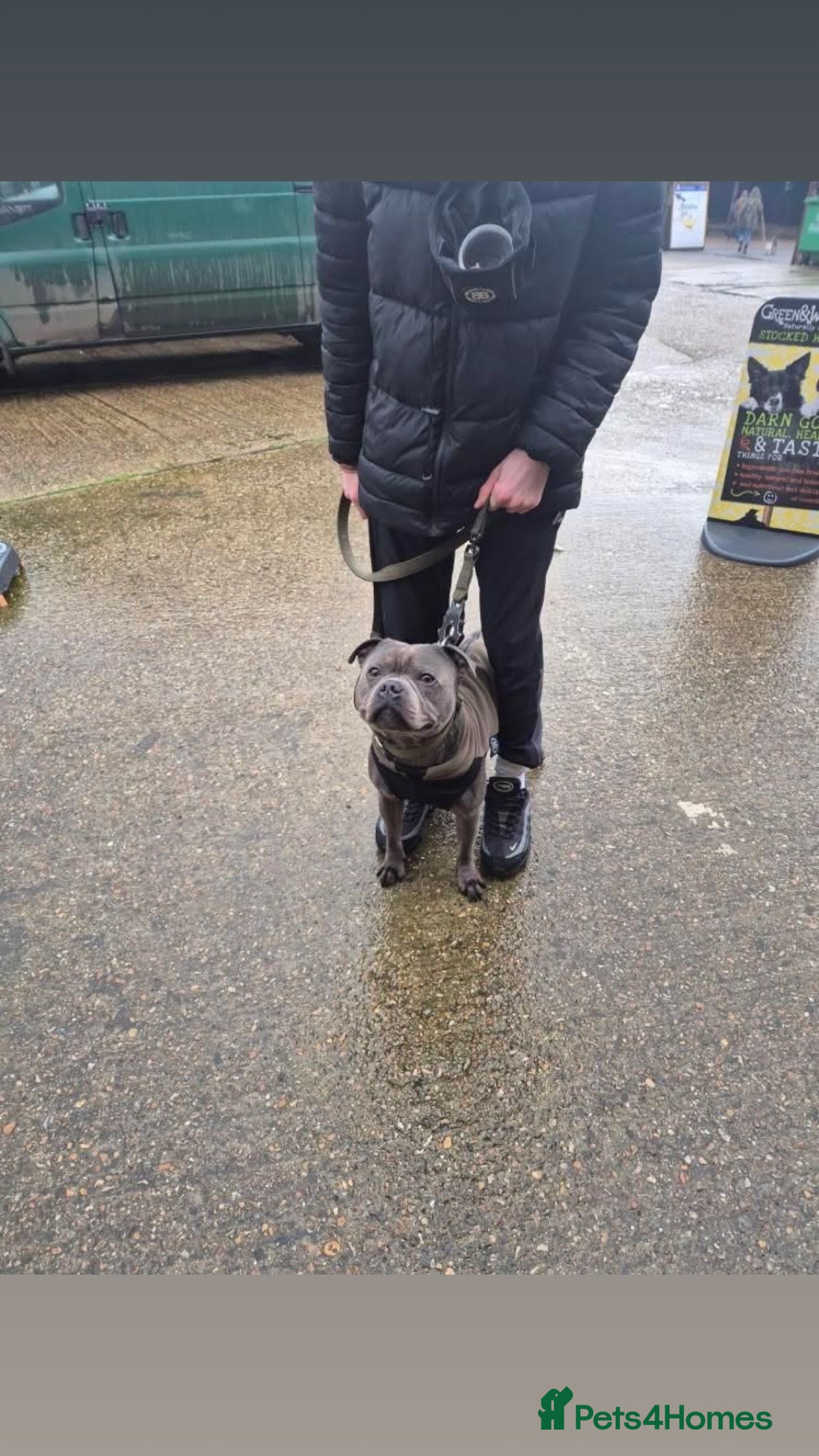 Staffordshire Bull Terrier dogs Beautiful Bear For Stud🙌 in Faversham - Advert 1