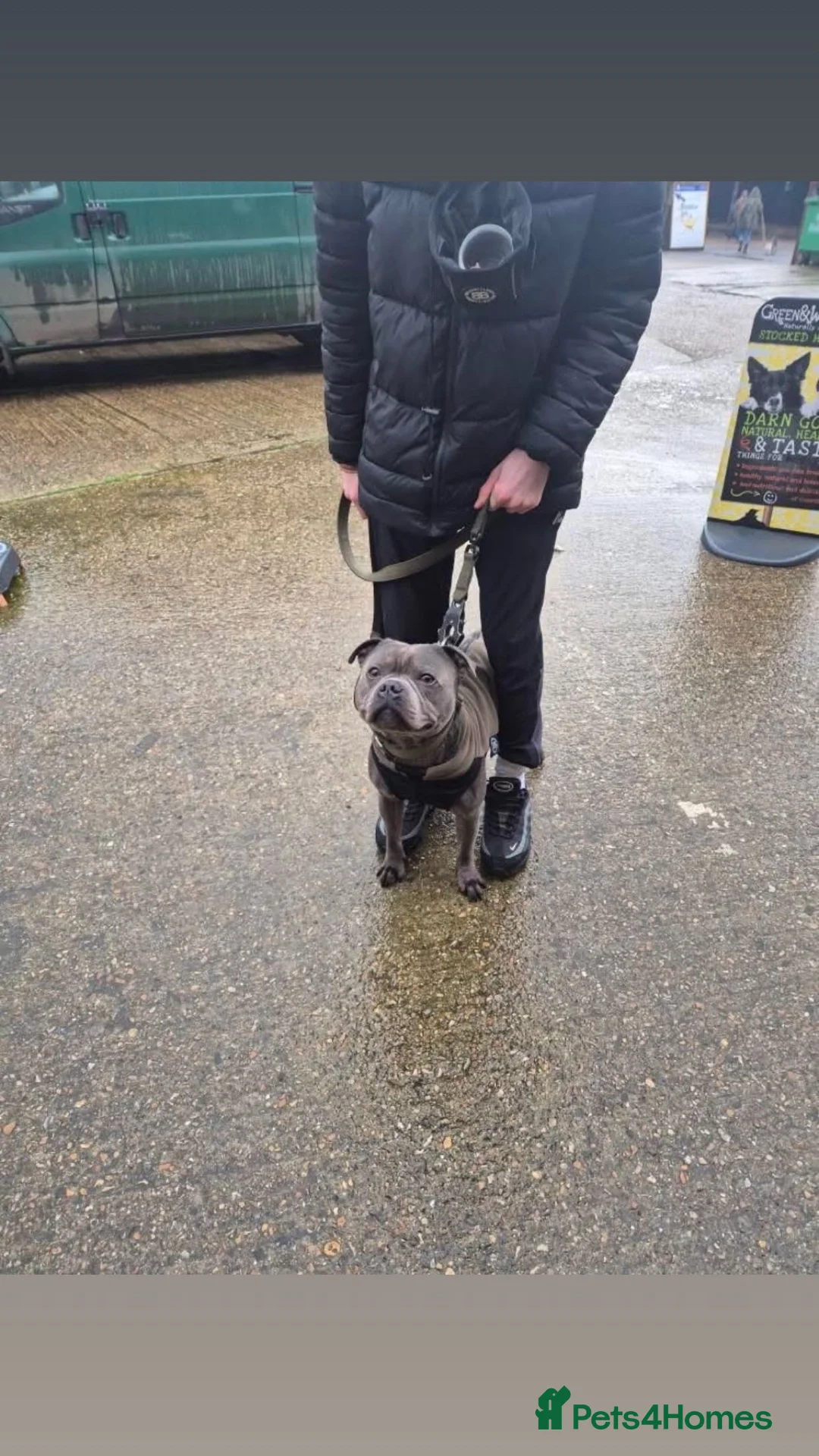 Staffordshire Bull Terrier dogs for stud: Beautiful Bear For Stud🙌 in Faversham - Advert 1