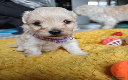 Maltipoo dogs for sale: F2 Mini Maltipoo,Toy size 4 boys - Image 9