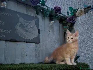 Maine Coon cats 5 beautiful Maine coon males - Advert 12