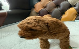 Toy Poodle dogs for sale: Four Beautiful Little Boys “Real Charmer’s “ - Image 7