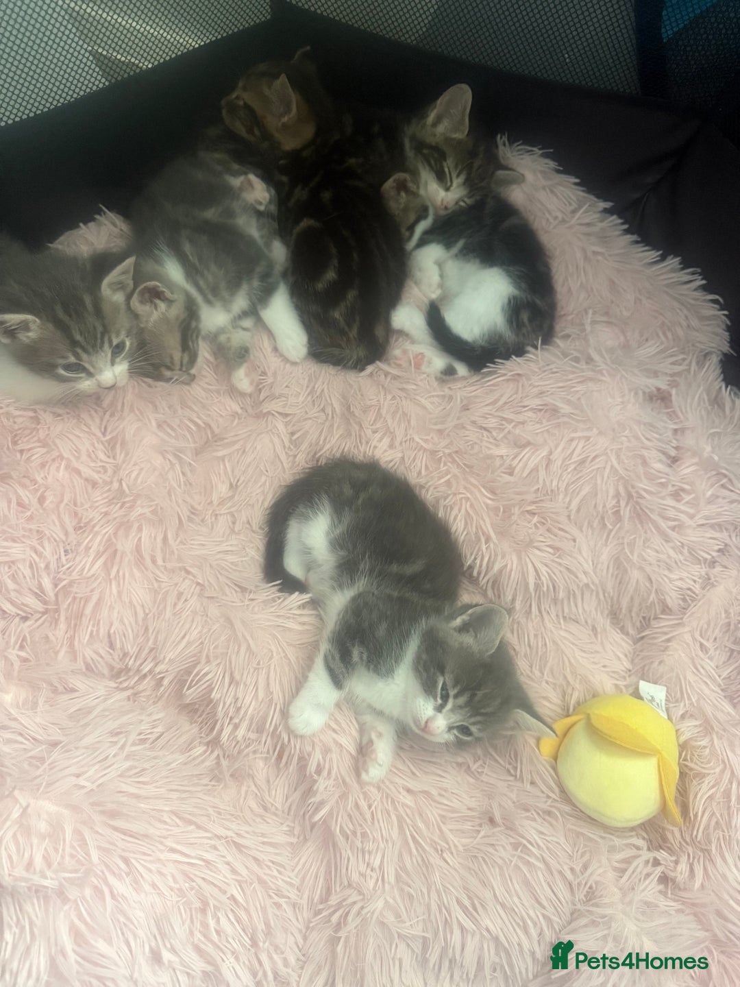 Mixed Breed cats for sale: Tabby and grey kittens  - Image 2