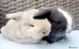 Mini Lop rabbits for sale: MINI LOP BUNNIES - pedigree  - Image 28