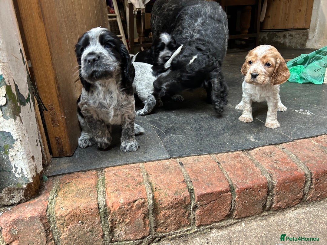 Cocker Spaniel dogs for sale: Cocker spaniel puppies  - Image 8