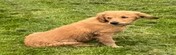 Golden Retriever dogs for sale: Healthy Beautiful GR Puppies - Advert 16