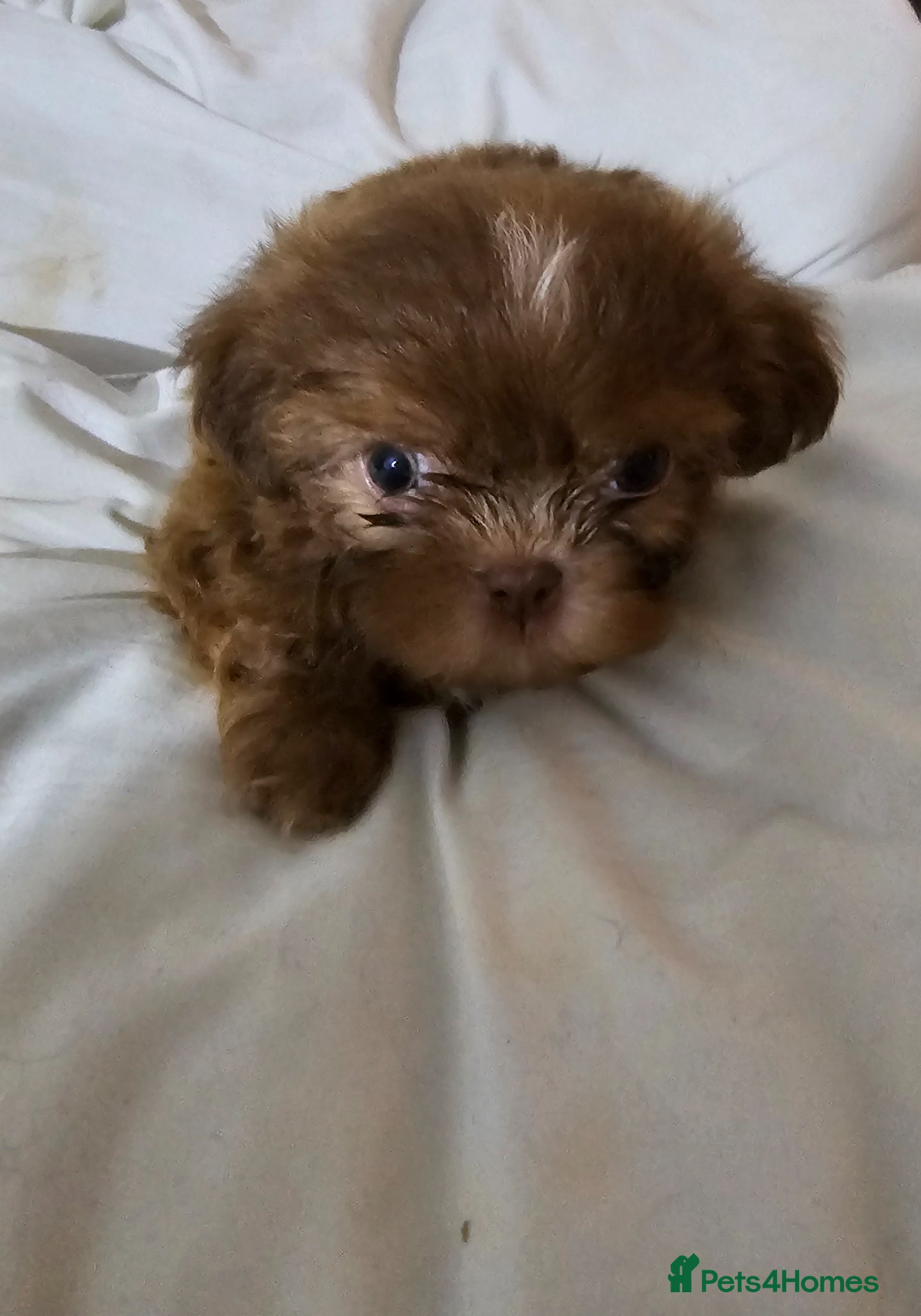 Shih Tzu dogs for sale: Choc Liver Shih Tzu puppies - Advert 6