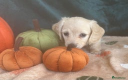 Miniature Dachshund dogs for sale: English creams miniature dachshunds  - Image 22