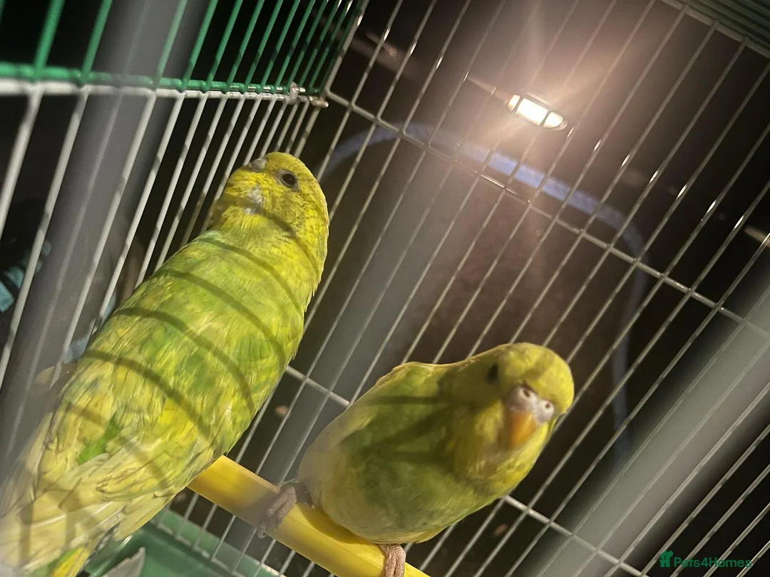 Budgerigars birds for sale: 1 pair of budgies with the cage - Advert 6