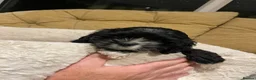 American Cocker Spaniel dogs for sale: Exquisite American cocker spaniel  in Mansfield - Advert 4