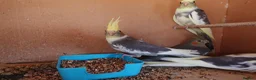 Cockatiels birds for sale: 12-16 Week Old COCKATIELS FOR SALE - Advert 2