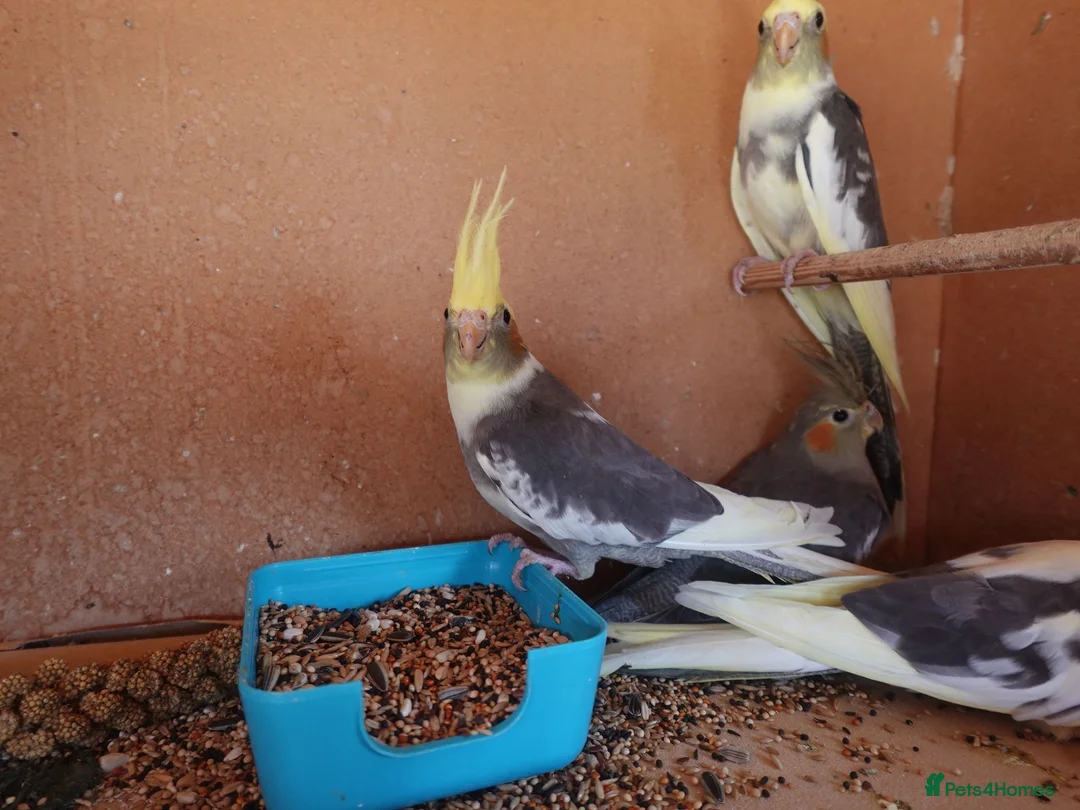 Cockatiels birds for sale: 12-16 Week Old COCKATIELS FOR SALE - Advert 2