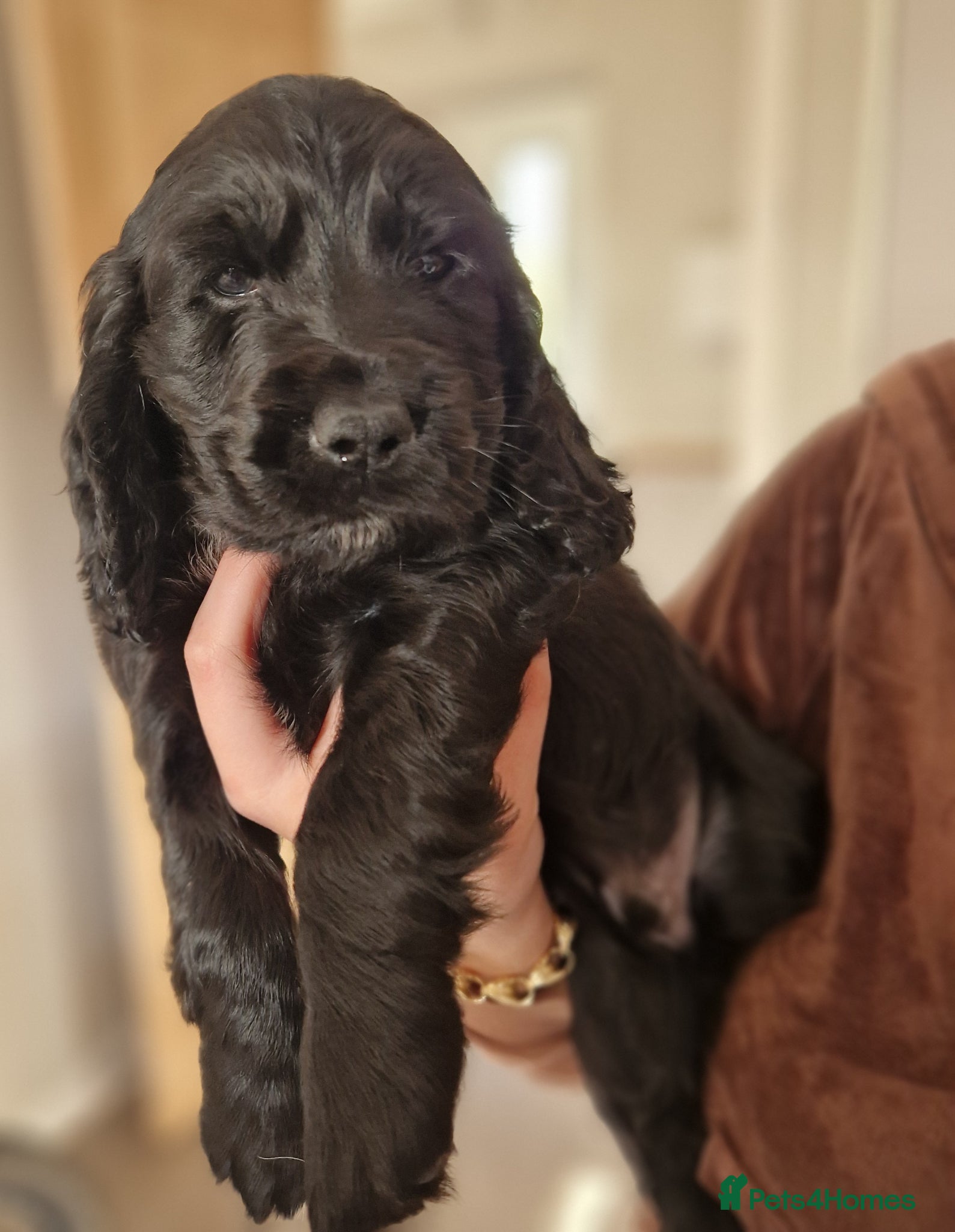 Sprocker dogs 3 BEAUTIFULL SPROCKERS FOR SALE! - Advert 7