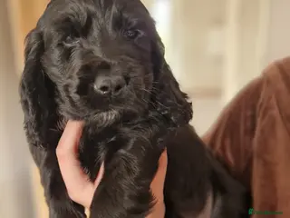 Sprocker dogs 3 BEAUTIFULL SPROCKERS FOR SALE! - Advert 7