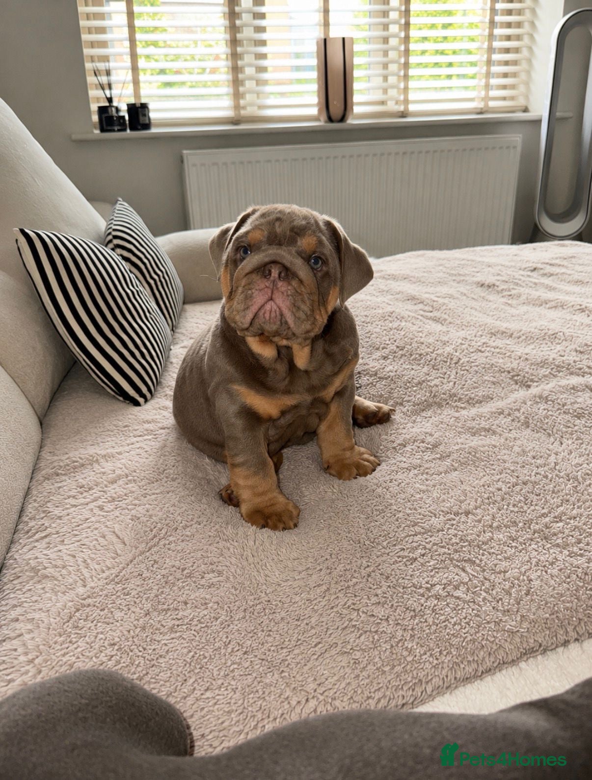 English Bulldog dogs 1 boy & 1 girl left kc registered top pedigree - Advert 1