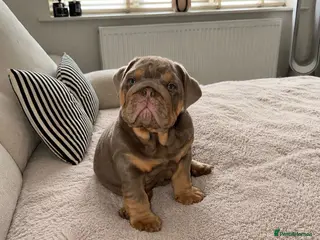 English Bulldog dogs Last girl left kc registered top pedigree - Advert 1