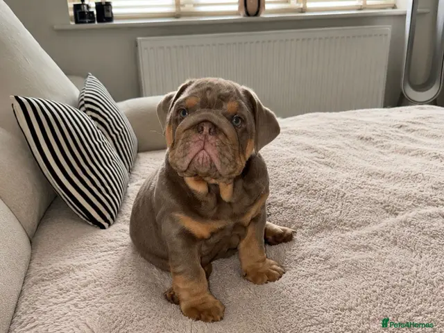 English Bulldog dogs Last girl left kc registered top pedigree - Advert 1