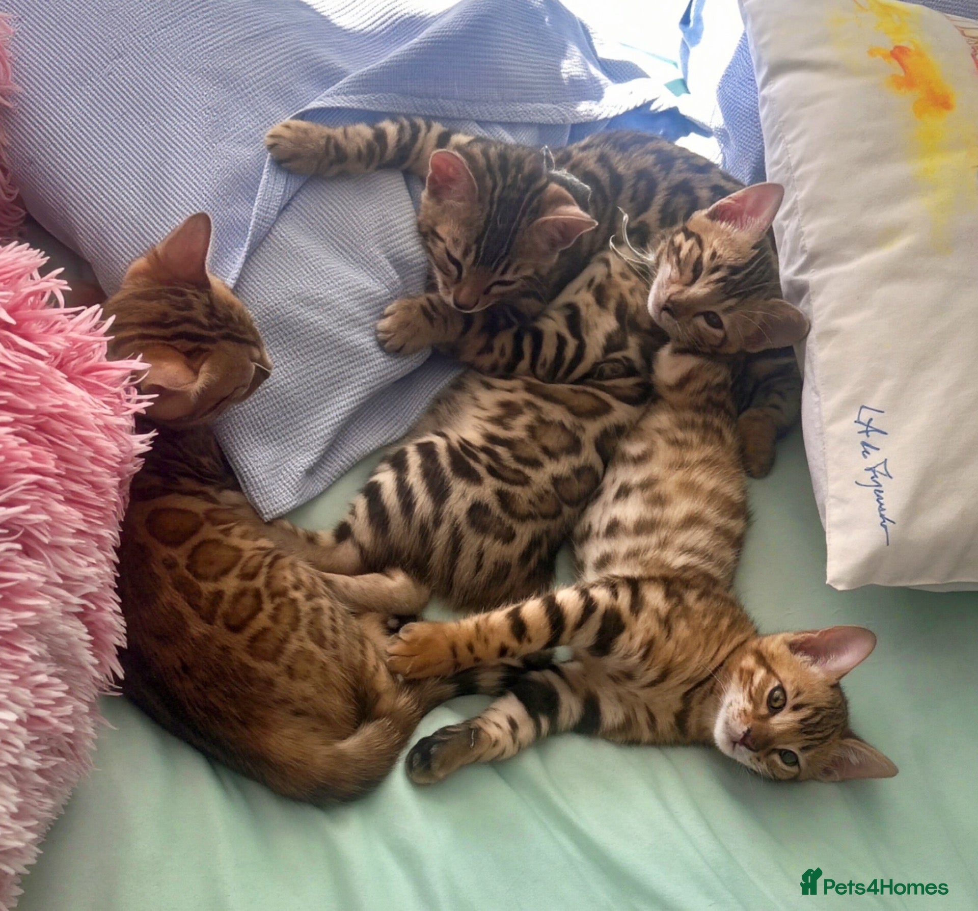 Bengal cats **2 kittens left ** Pedigree Bengal Kittens - Advert 2