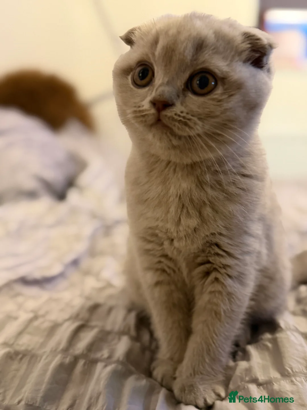 Scottish Fold cats for sale: 2 Scottish Fold Lilac Kittens for Sale - Advert 4