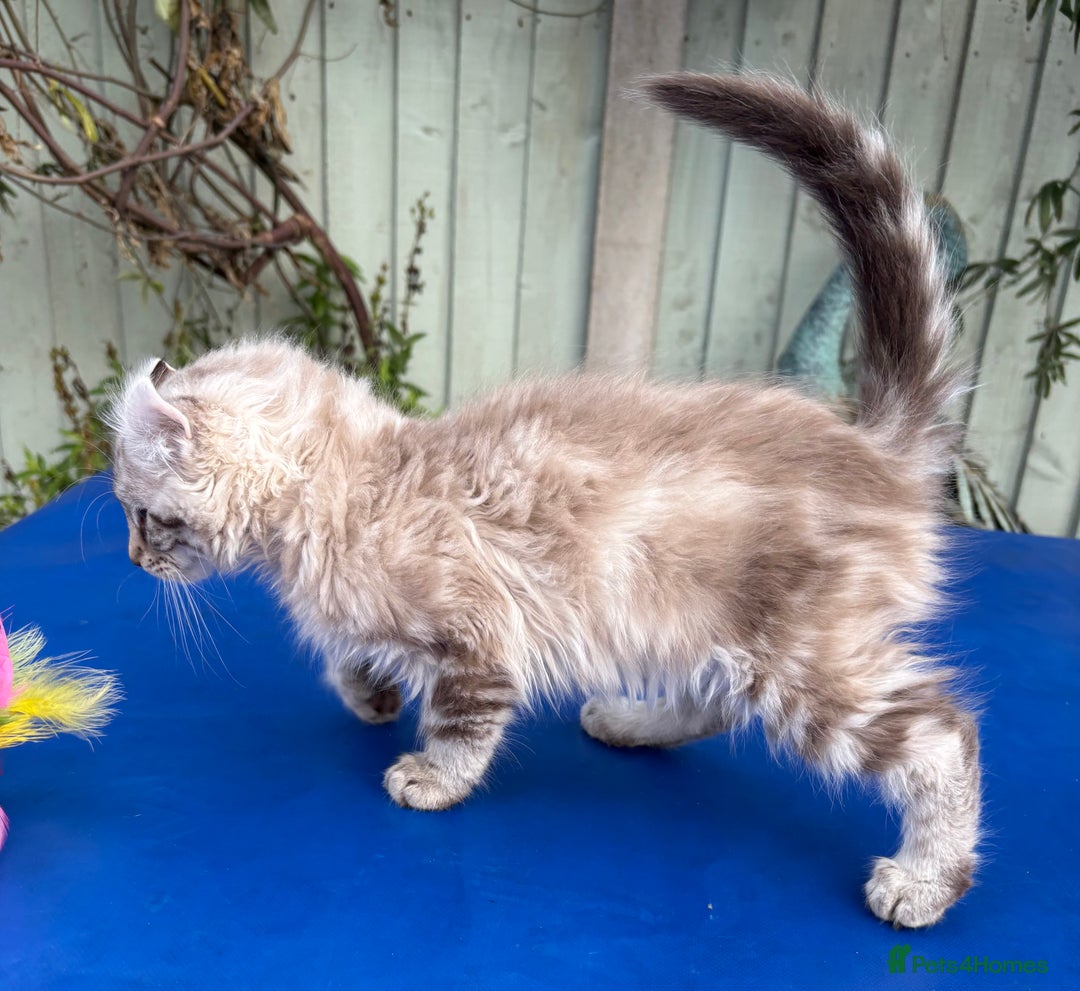 Keetso cats for sale: Stunning rare longhaired polydactyl curled eared  - Advert 7